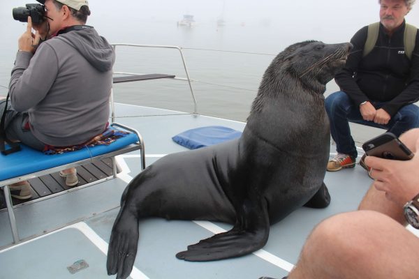 Walvis Bay Seal