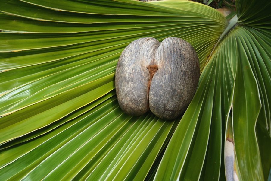 Praslin Valle de Mai 2