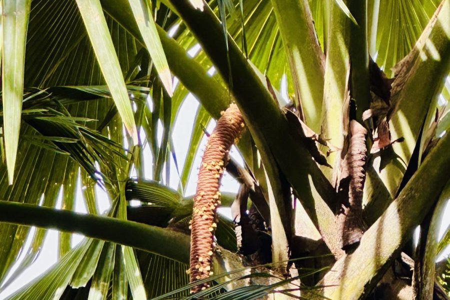 Praslin Valle de Mai 5